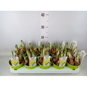 Narcissus TR 'Kiss Me'