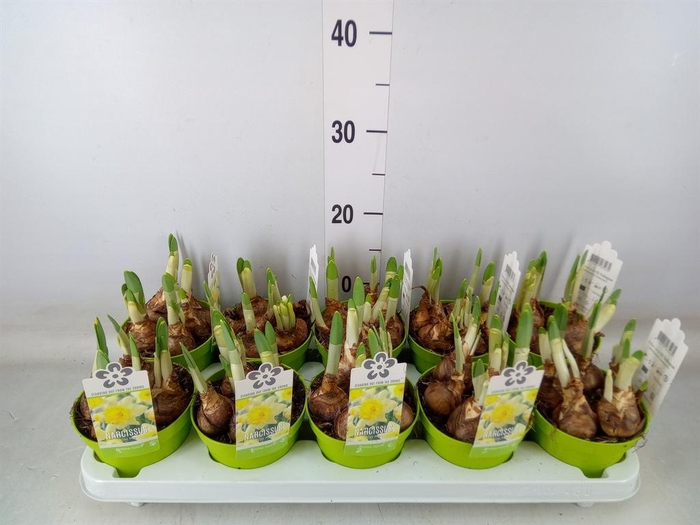 <h4>Narcissus TR 'Kiss Me'</h4>