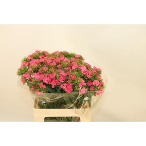 DI BARB S WILL CORAL