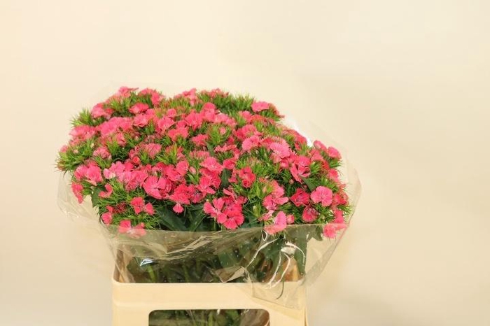 <h4>DI BARB S WILL CORAL</h4>