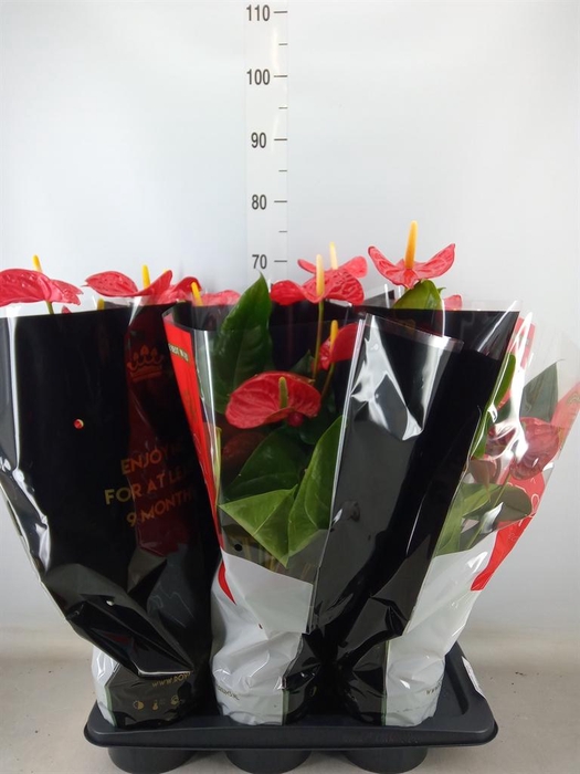 <h4>Anthurium andr. 'Madural'</h4>