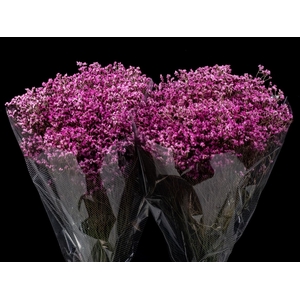 Limonium Pink