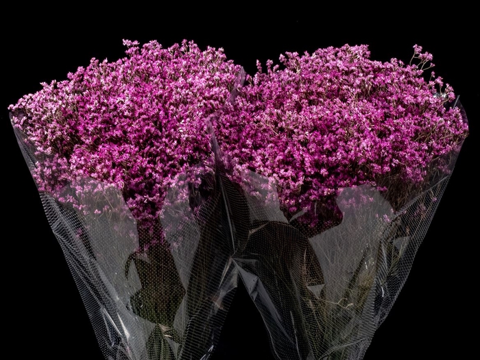 <h4>Limonium Pink</h4>