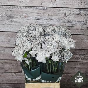 DI ST NEO BLACK MOLLY