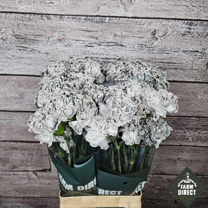 <h4>DI ST NEO BLACK MOLLY</h4>