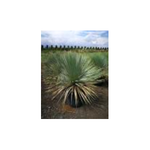 Yucca rostrata