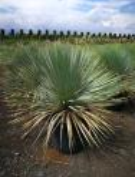 <h4>Yucca rostrata</h4>