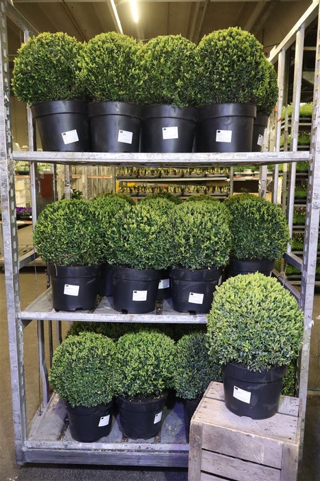 <h4>Buxu Sempervirens</h4>