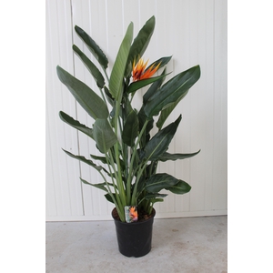 Strelitzia Reginae p24 kunstbloem