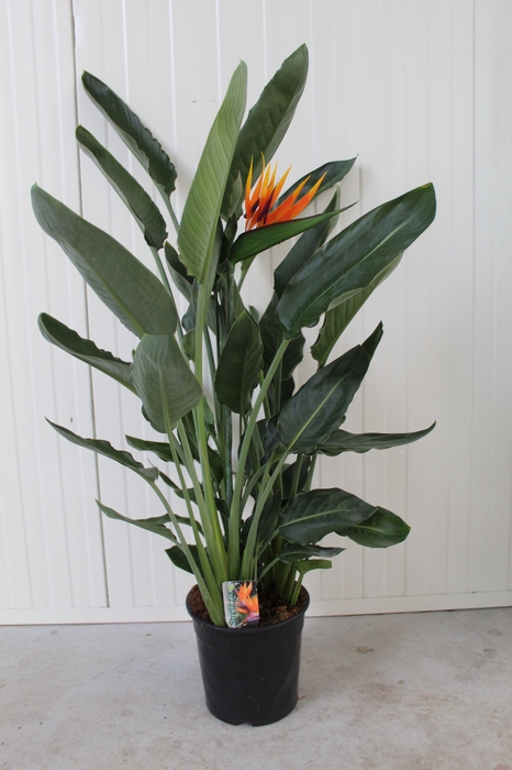 <h4>Strelitzia Reginae p24 kunstbloem</h4>