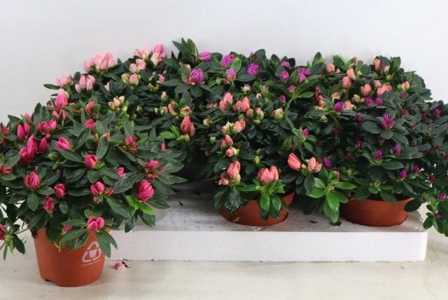 <h4>RHODO SI GEM</h4>