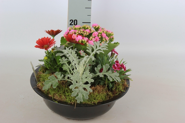 <h4>ARR TUINPLANTEN</h4>