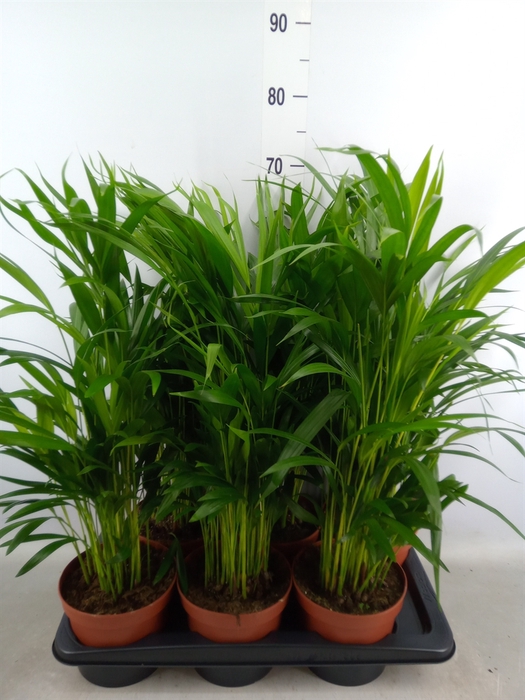 <h4>Dypsis lutescens   ...Chrysalidoca</h4>