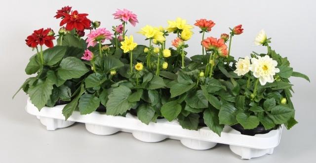 <h4>DAHLIA ROYAL GEM</h4>