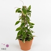 Hoya carnosa 9 cm Krimson Queen (Decorum)
