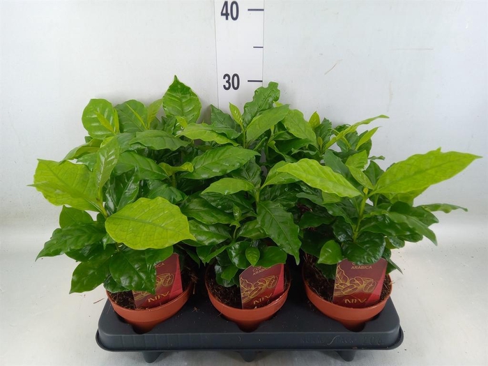 <h4>Coffea arabica</h4>