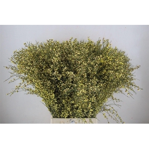 Ginster 400gr Yellow P Bunch