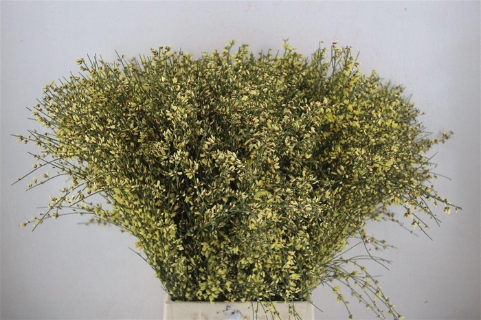 <h4>Ginster 400gr Yellow P Bunch</h4>