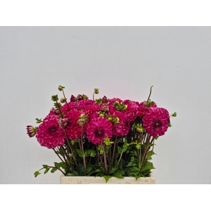 Dahl Paars Rose