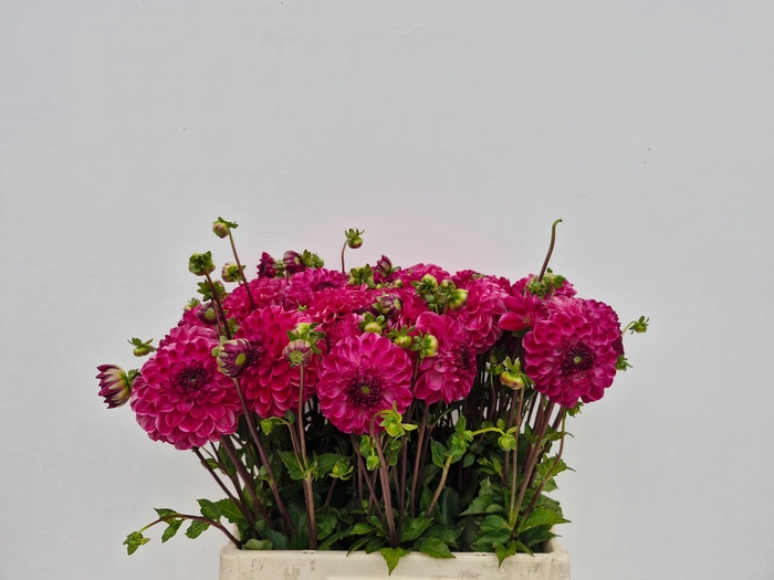 <h4>Dahl Paars Rose</h4>