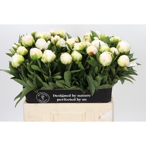 Paeonia Madame Claude Tain
