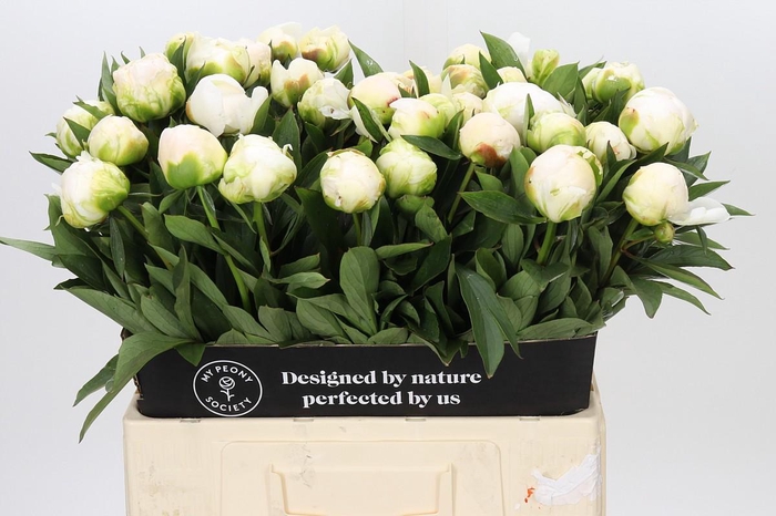 <h4>Paeonia Madame Claude Tain</h4>