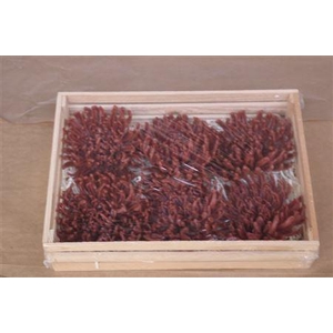 Wax Chrysant Caramel
