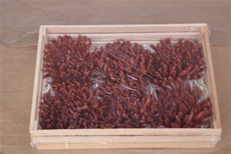 <h4>Wax Chrysant Caramel</h4>