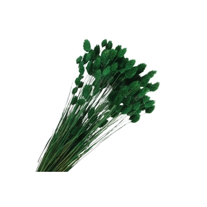 Phalaris Green Dark