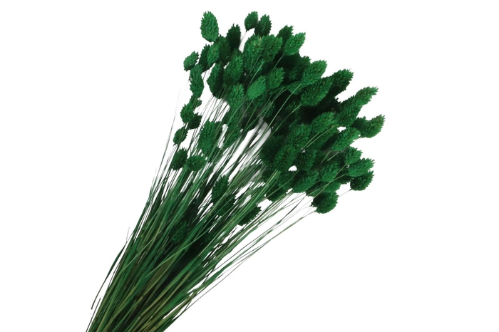 Phalaris Green Dark