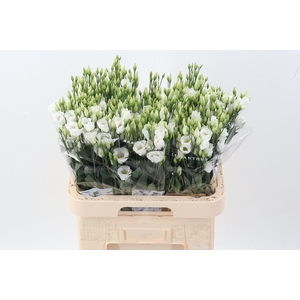 Eus E Picco White