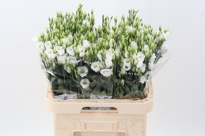 <h4>Eus E Picco White</h4>