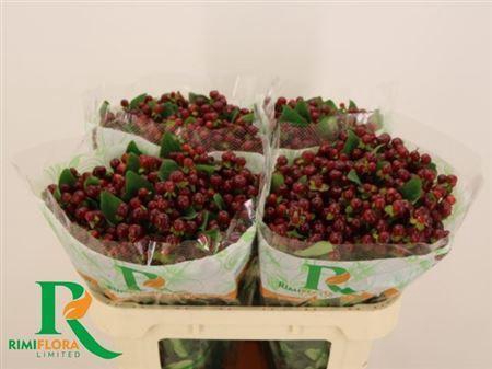 <h4>Hyp Mag Cherry</h4>