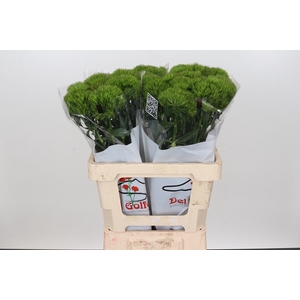 DI BARB KIWI MELLOW CM 55