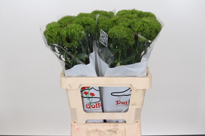 <h4>DI BARB KIWI MELLOW CM 55</h4>