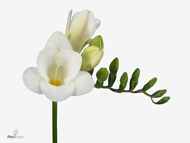 FR EN WHITE SERENADE