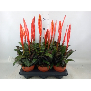 Vriesea  'Era'
