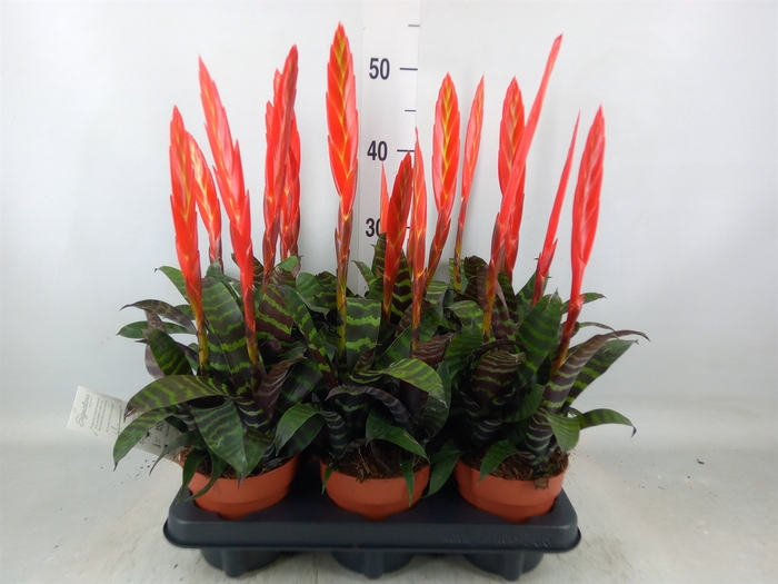 <h4>Vriesea  'Era'</h4>