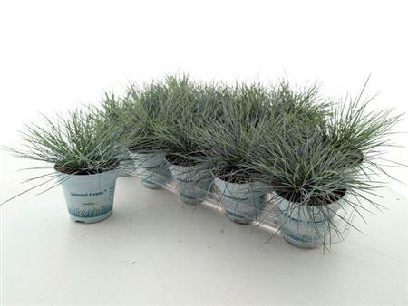 Fest Gl Compact Blue