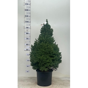 PICEA GL CONICA
