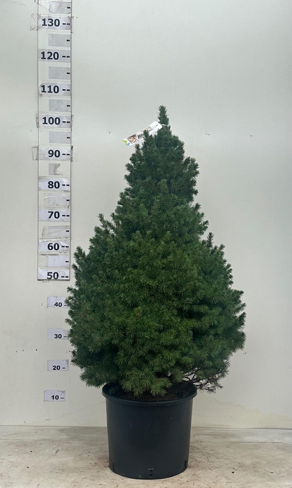 <h4>PICEA GL CONICA</h4>