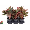 Aglaonema grijs Siam Red