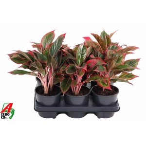 Aglaonema grijs Siam Red