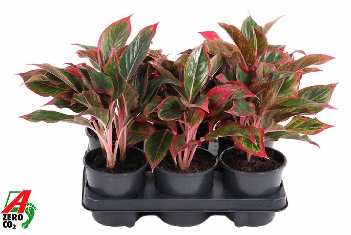 Aglaonema grijs Siam Red