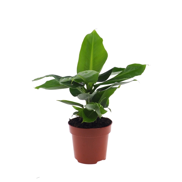 <h4>Musa 'Tropicana'</h4>