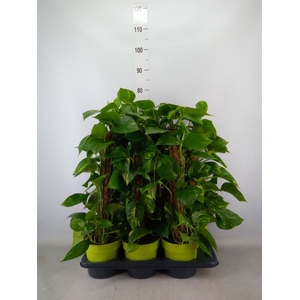 Epipremnum pinn.   ...moss stick