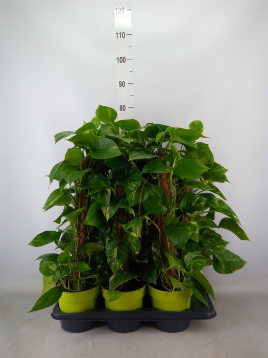 <h4>Epipremnum pinn.   ...moss stick</h4>