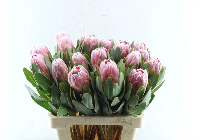 <h4>Protea Carnival</h4>