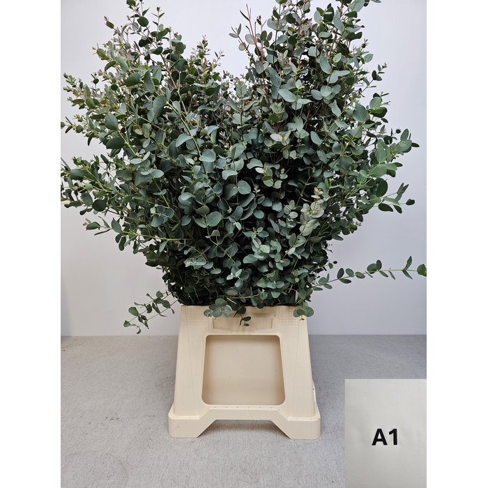 <h4>EUC GUNNII PB</h4>