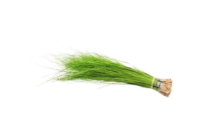 <h4>Beargrass Applegreen</h4>